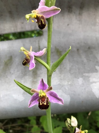 Bee Orchid