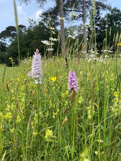 Common Spotted Orchid