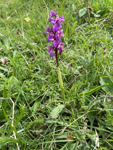 Early Purple Orchid