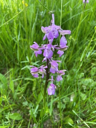 Green Winged Orchid