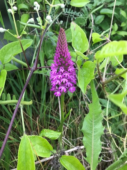 Pyramidal Orchid