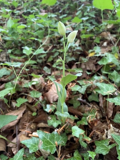 White Helleborine
